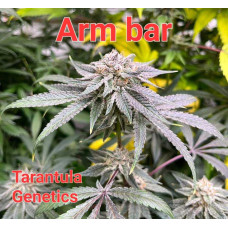 Arm Bar