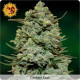 Cookies Kush
