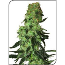 Amnesia White