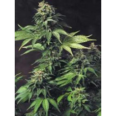 Akorn aka Snowbud