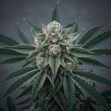92 Afghan Ghost OG