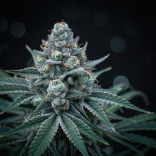 303 Kush Bx