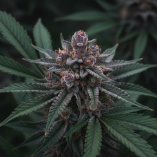 303 Purps