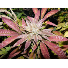 Alien Dawg