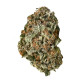 Black Domina