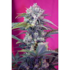 Cream Mandarine Auto