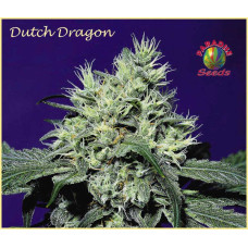 Dutch Dragon