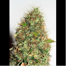 Hindu Kush Auto