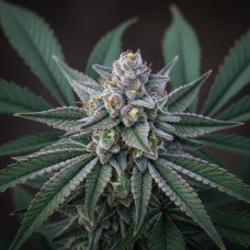 King’s Kush Auto