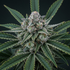 Animal Cookies x Larry OG