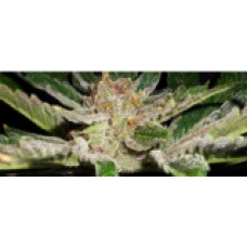Afghan Princess