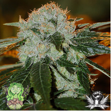 Afghani 99