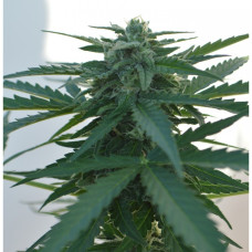 AK 47 Auto