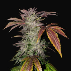 Animal Gelato