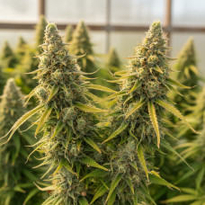 AG13 Haze