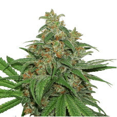 AK420