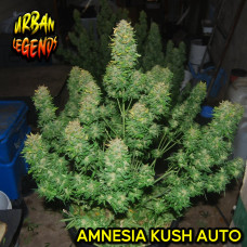 Amnesia Kush Automatic