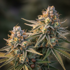 1.3G