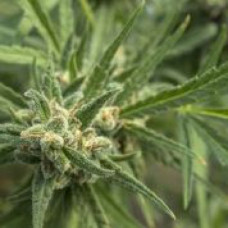 Amnesia Haze
