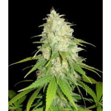 Afgan Kush x White Widow