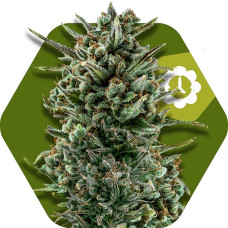 Amnesia Haze XL Automatic