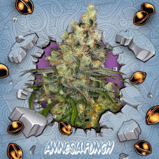 Amnesia Punch