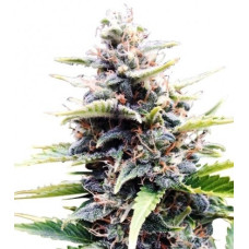 Amnesia Skunk Autoflowering