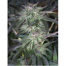 Arne's Amnesia Chunk