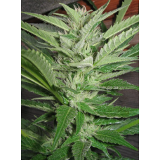 Arne's Kush
