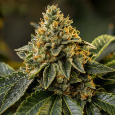 00 Kush