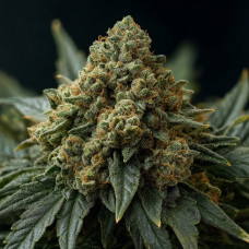 00 Kush Fast