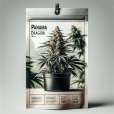 Panama Dragon