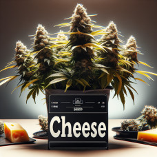 Cheese