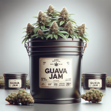 Guava Jam