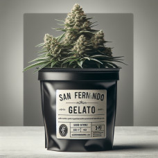 San Fernando Gelato