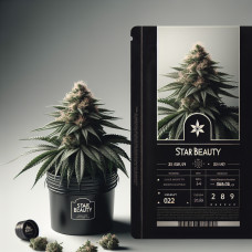 Sensi Star BX