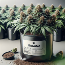 Makana