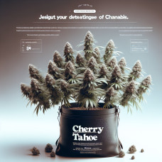 Cherry Tahoe