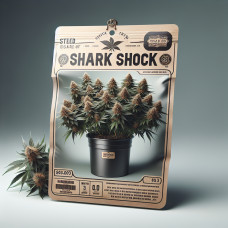 Shark Shock